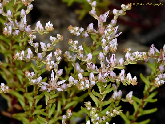 {Sedum pulchellum}
